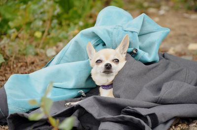 Portrait of chihuahua dog relaxing in clothes