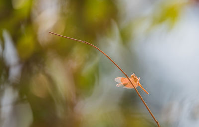 Close-up of insect on plant