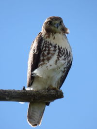 Low angle view of eagle perching on tree