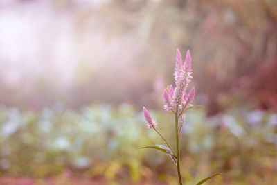 Close-up of pink flowering plant