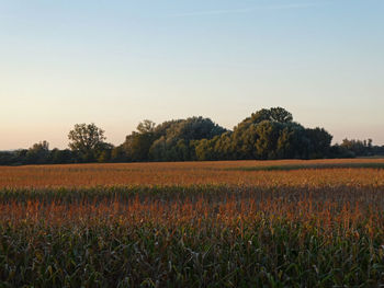 Scenic view of field against clear sky