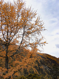 Low angle view of trees against sky during autumn