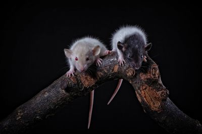 Two cute rodents sit on a tree trunk.