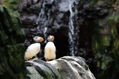 Puffins perching on rock