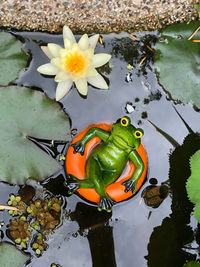 High angle view of insect on flower floating on lake