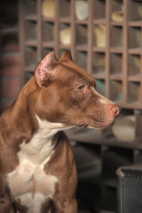 Close-up of a dog looking away