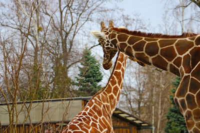 Horse in a zoo