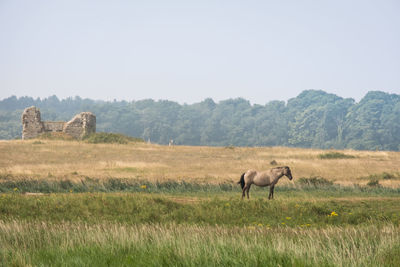 Sheep in a field
