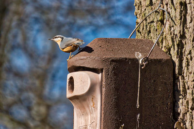 Low angle view of bird perching against sky