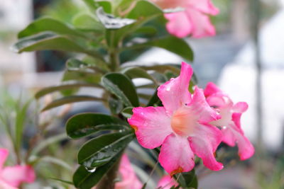 Close-up of pink flowering plant