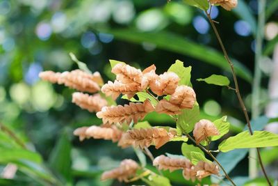 Close-up of flowering plant