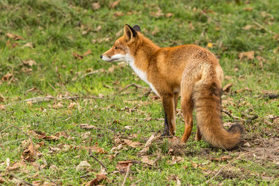 Fox on grassy field