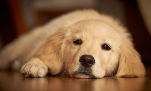 Close-up of dog lying down on floor