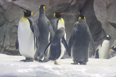 High angle view of penguins on snow covered land