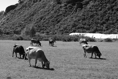 Cows grazing in a field