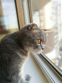 Close-up of a cat looking through window
