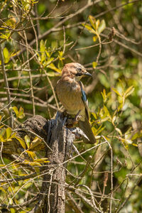 Bird perching on a tree