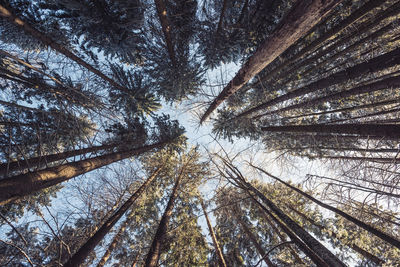 Low angle view of trees in forest during winter