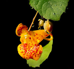 Close-up of flower over black background