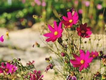 Close-up of pink flowers blooming outdoors