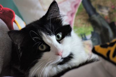 Close-up portrait of cat at home