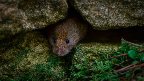 Close-up of a cat lying on rock