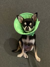 Portrait of dog sitting on floor