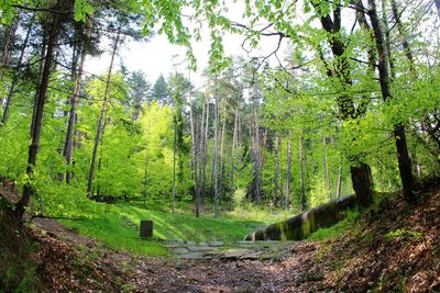 Trees in forest