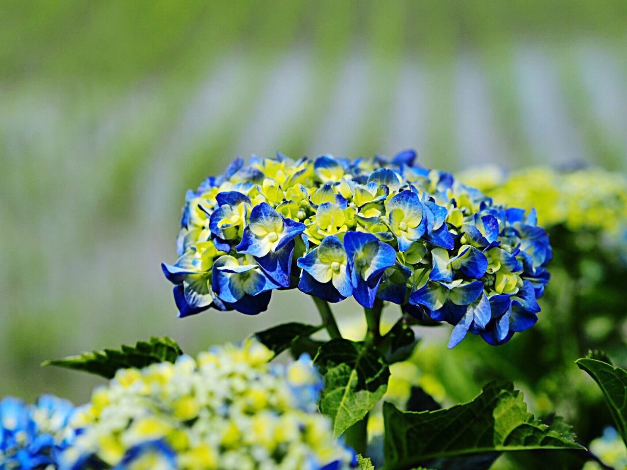 flower, fragility, beauty in nature, nature, petal, growth, freshness, purple, plant, focus on foreground, no people, flower head, day, outdoors, blue, yellow, close-up, blooming