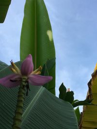 Low angle view of lotus blooming against sky