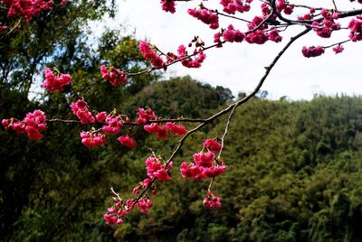 Close-up of pink flowers