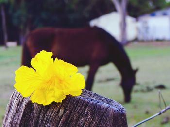 Close-up of yellow flower against blurred background