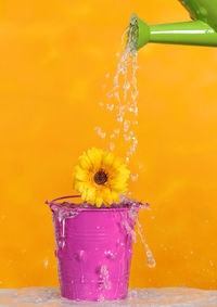 Close-up of water drops on yellow flower