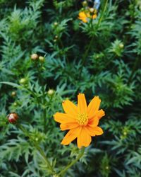 Close-up of yellow flower blooming outdoors