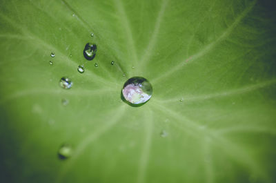 Close-up of dew on leaf