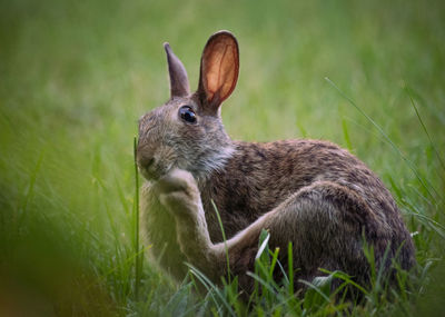 Close-up of rabbit on grass