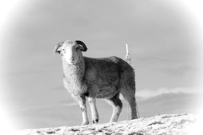 Portrait of horse standing against sky