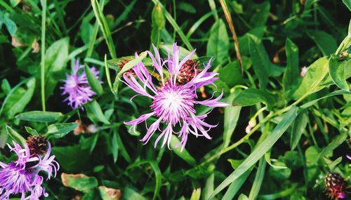 Close-up of purple flowering plants