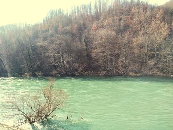 Scenic view of lake in forest