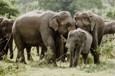 Herd of elephants at field