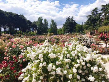 Flowering plants and trees on field against sky