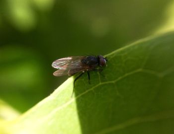 Close-up of insect on leaf