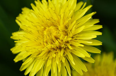 Close-up of yellow flowering plant