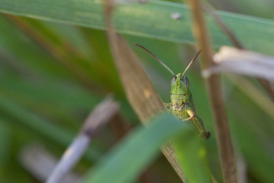 Close-up of insect on plant