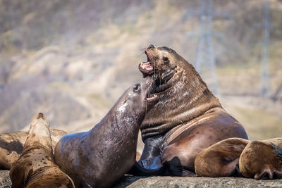 Group of sea lions on rock at sea