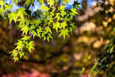 Low angle view of maple leaves on tree