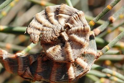 Close-up of plant