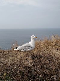 Seagull on a sea shore