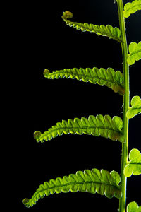 Close-up of fern leaves against black background