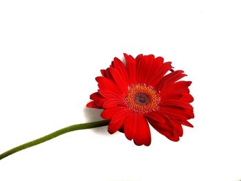 Close-up of red hibiscus against white background